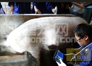 猪用B超对妊娠后期母猪的重要性