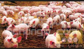 养猪7元时代，省成本绝招：走出养猪四大误区