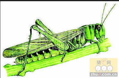 俄罗斯：可将蝗虫用于配合饲料加工