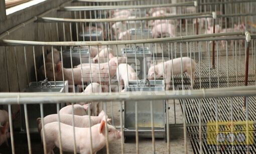 生猪养殖应注意“实感温度”