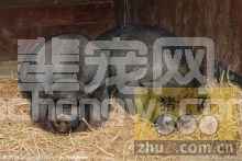 五类最易发生子宫内膜炎的母猪