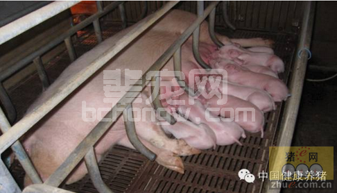 提高初产母猪断奶发情率的综合管理措施