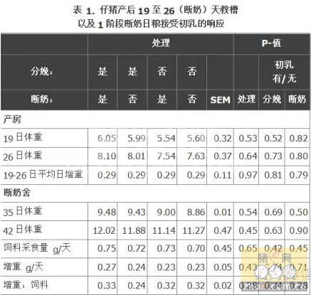 牛初乳喂仔猪：能否缓解断奶后生长延迟？