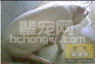 猪的营养代谢病－碘缺乏