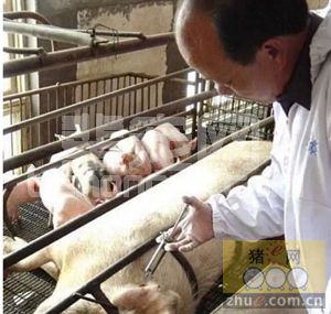 您得相信：季节不同猪病也有主次