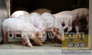 令人头疼的六个猪场问题，如何解决？