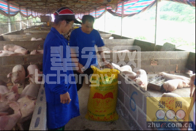 养猪为什么必须加入昆虫活蛋白？