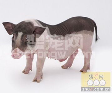 猪的遗传育种中，分子育种间隔出产有多远？