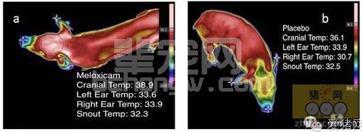 新途径：仔猪可以通过母猪乳汁获得止痛药