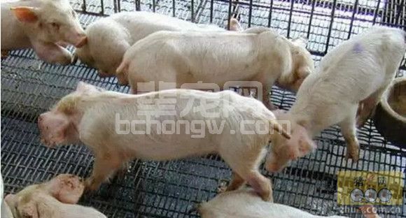 仔猪腹泻用药无效时的救命疗法