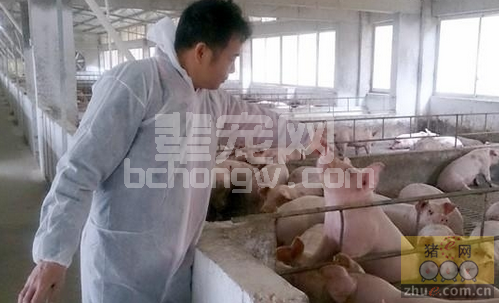 高架网床养猪克制污染 可减少排污量80％以上