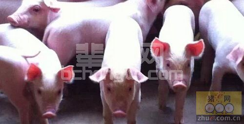 谁把握住猪场的温度谁就把握了猪群健康