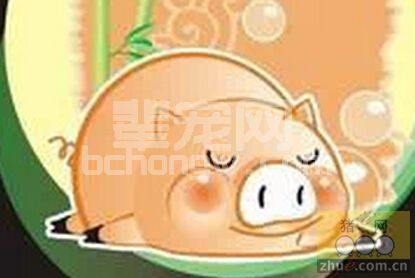 母猪怀孕后期如何正确攻胎，你知道吗