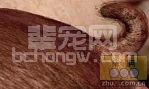 欧盟减少咬尾、断尾的新项目