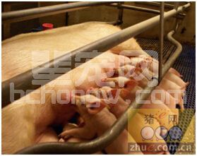 提高母猪泌乳量-减少哺乳期失重