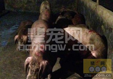 准儿媳提议买房遭拒 狂砍家中71头猪泄愤