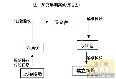 猪场中早期隔离断奶仔猪的饲养管理方法