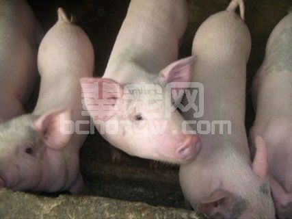 养殖场新入栏仔猪饲养管理及注意事项