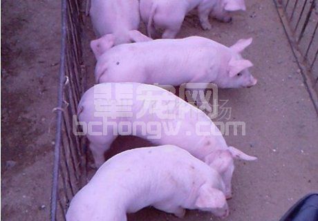仔猪断尾生长快 比普通猪增重率高一成