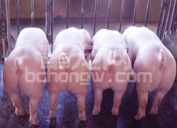 10-14周龄仔猪各种疾病综合症应对方案