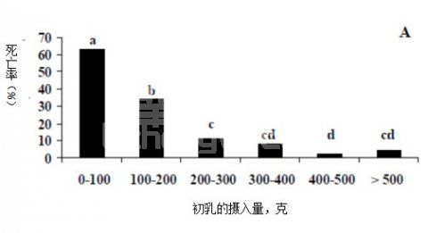 新生仔猪初乳摄入与健康管理