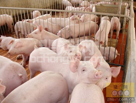 夏季高温养猪要做好防暑降温的八大措施