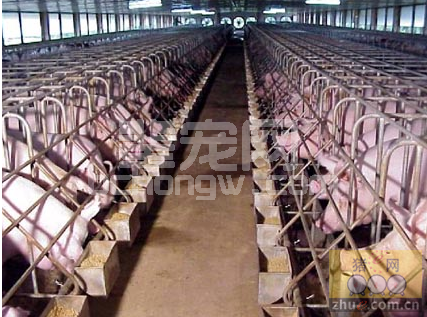 猪场内如何处理后备母猪不发情和重复返情