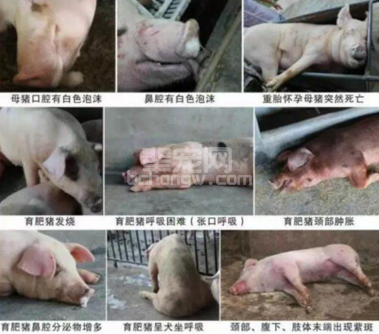 养猪人注意，近期高发突然死亡、病死率100%！