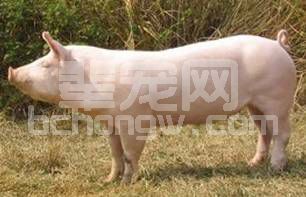 仔猪被压死的8大原因，你知道几个？