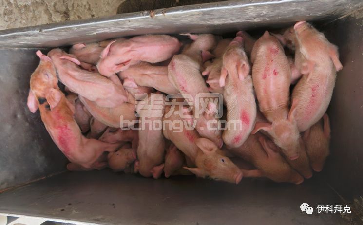 【技术】返饲的正确操作流程，关键就在这几步