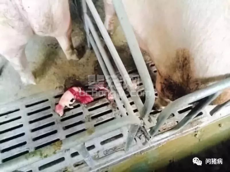 母猪产死胎、木乃伊什么原因造成的？