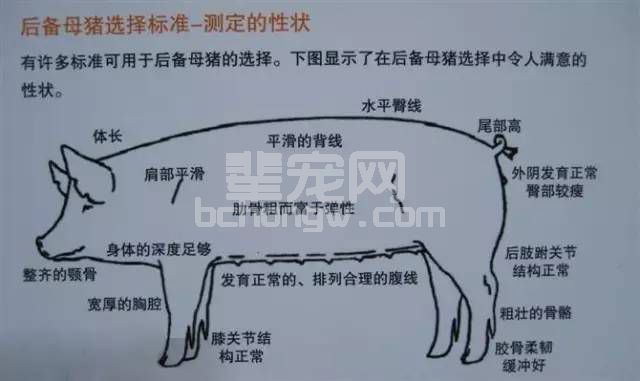 什么样的后备母猪最值得留？图文详细告诉你