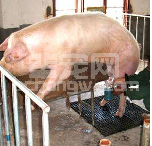 公猪采精要注意的细节问题