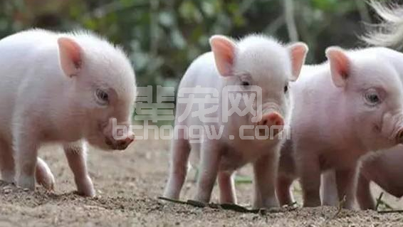 “十看三问”，购进仔猪前一定要用这句口诀