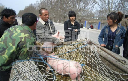 选购仔猪看准了这10点