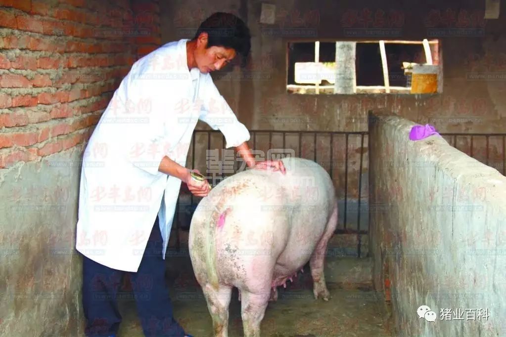 给猪输精遇到这４种特殊情况该如何处理？