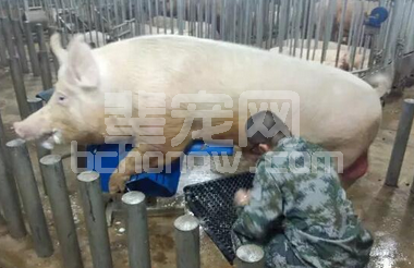 过度采精伤害体质，种公猪多少时间采精一次合适？