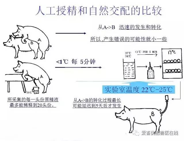 猪人工授精的常识，你知道多少？