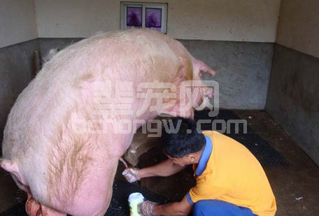 猪场内影响人工授精效果的因素分析