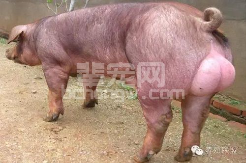 想养猪，可你知道什么叫三元猪吗？