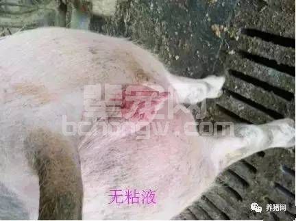 给猪配种的6个误区，轻松多下猪！