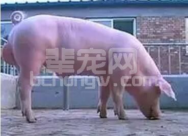 “宁愿花很多外汇从国外引种，也不愿跟同行进行遗传交流“，猪育种的8大错误观点展示 ...