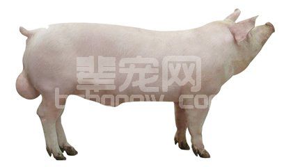 引进后备种猪需要注意的事项