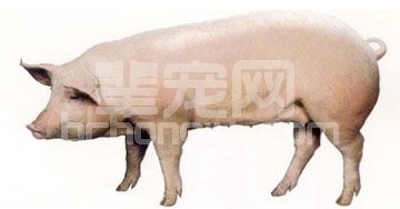 史上最全面的提高母猪配种率资料，一定收藏...一定转发...