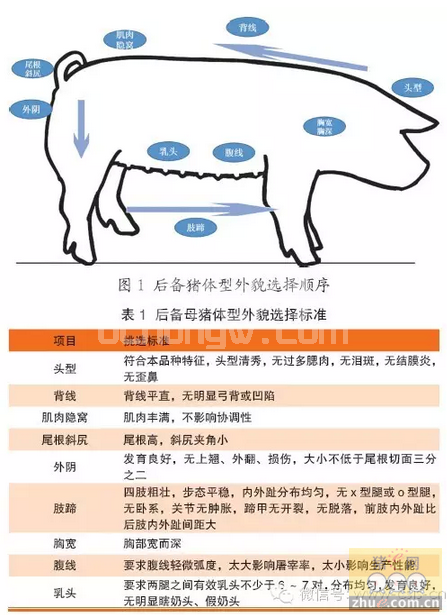 新法系大白后备母猪的引种及生产管理