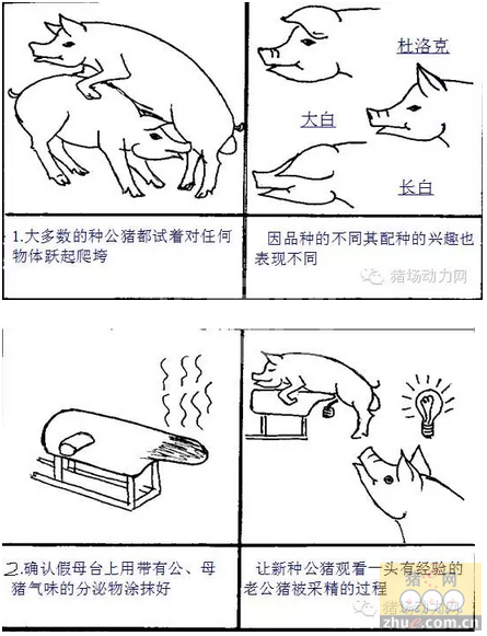 轻松简单的图片教你如何训练公猪采精