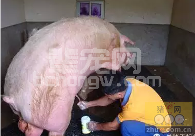 公猪及精液质量的评估方法及误区