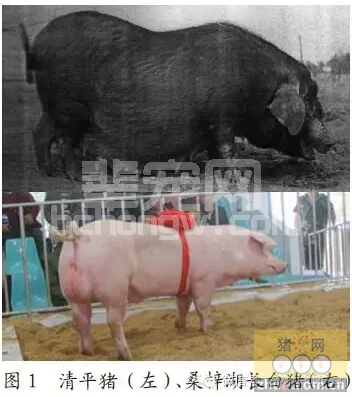 清平猪与桑梓湖长白猪杂交后代 生产性能分析