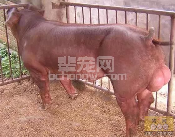 猪场种猪交流日益频繁外地引种注意事项