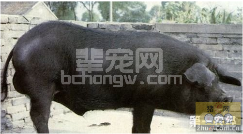新淮猪
